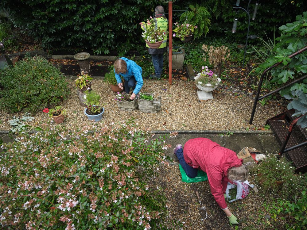 Group of mature people trimming a large bush in garden