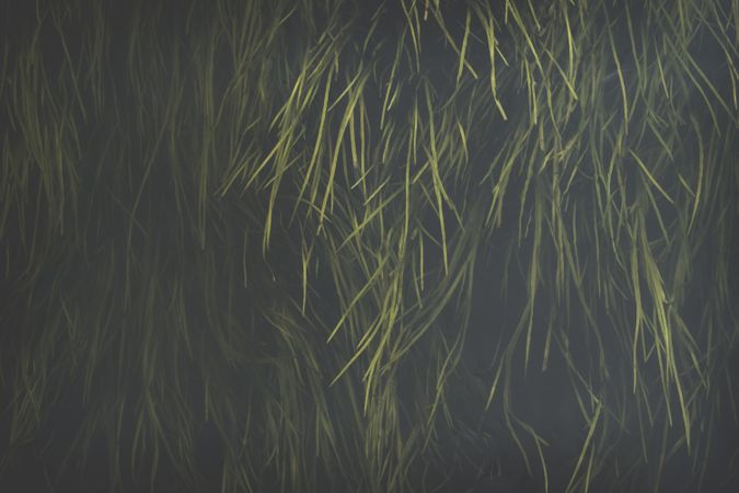 Oblong juicy grass on dark background