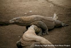 Two large lizards playing on ground 4AdLY5