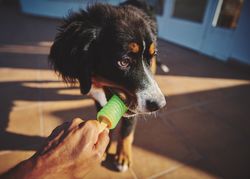 Bernese dog with toy in mouth outside