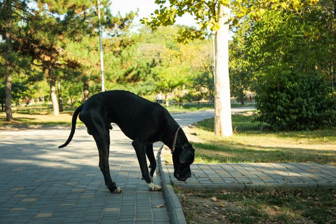 Dog walking in the park in sunny morning