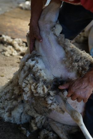 Crop man shearing sheep in barn