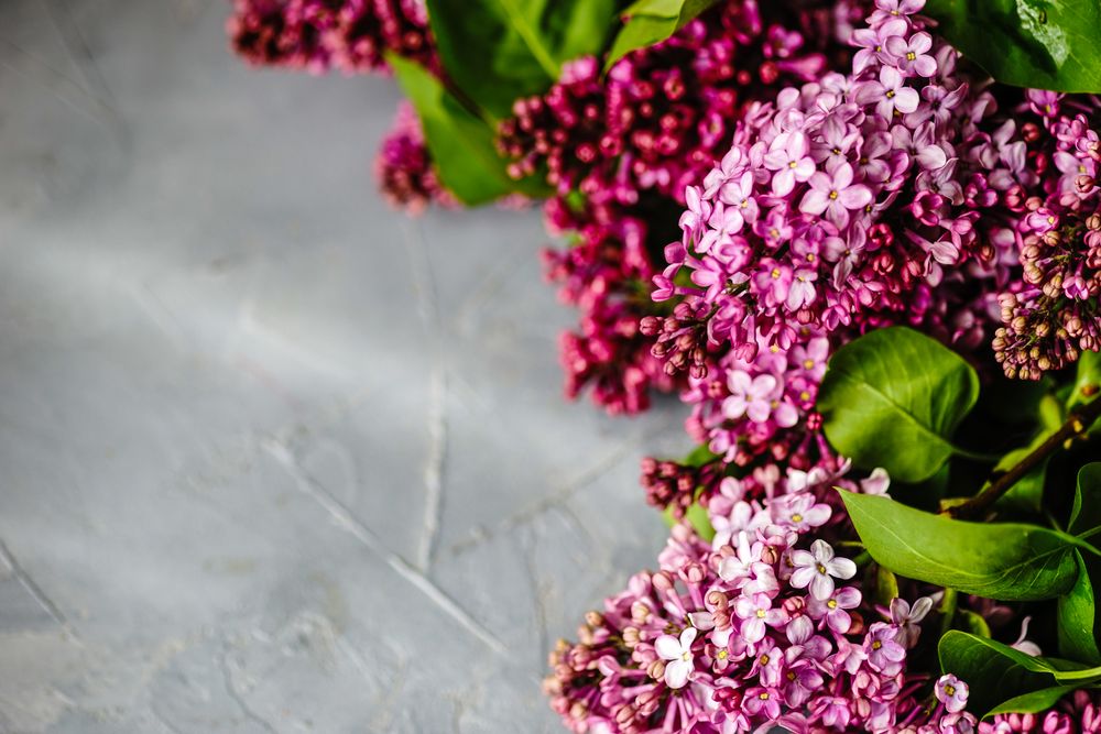 Spring floral card concept with lilac flowers on concrete counter