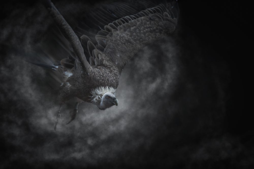Watchful feathery grey eagle