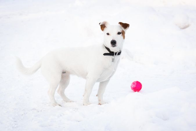Jack Russell terrier  on snow covered ground beside pink toy