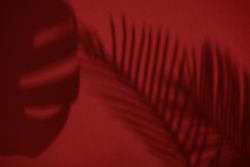 Top view of tropical leaf shadow on red background