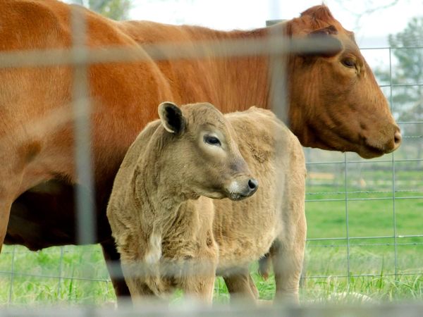 Brown cow and offspring on green grass field behind fence