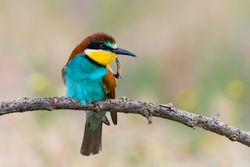 Bird standing on tree branch
