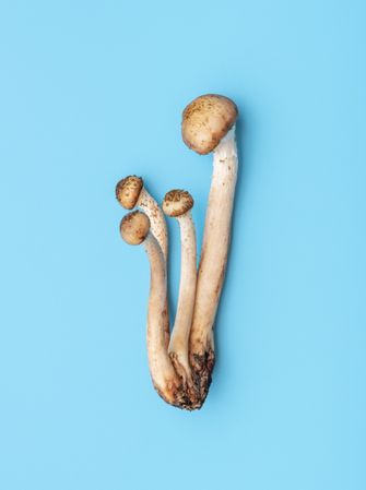 Wild edible mushrooms bouquet on a blue background