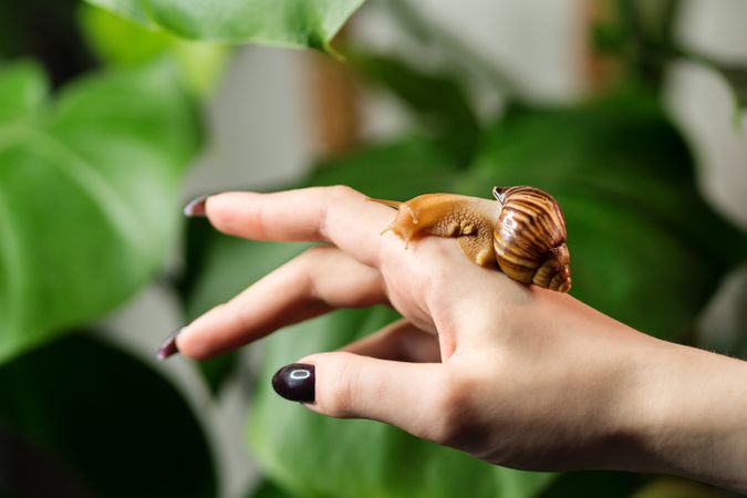 Snail Achatina on woman hand with lush background