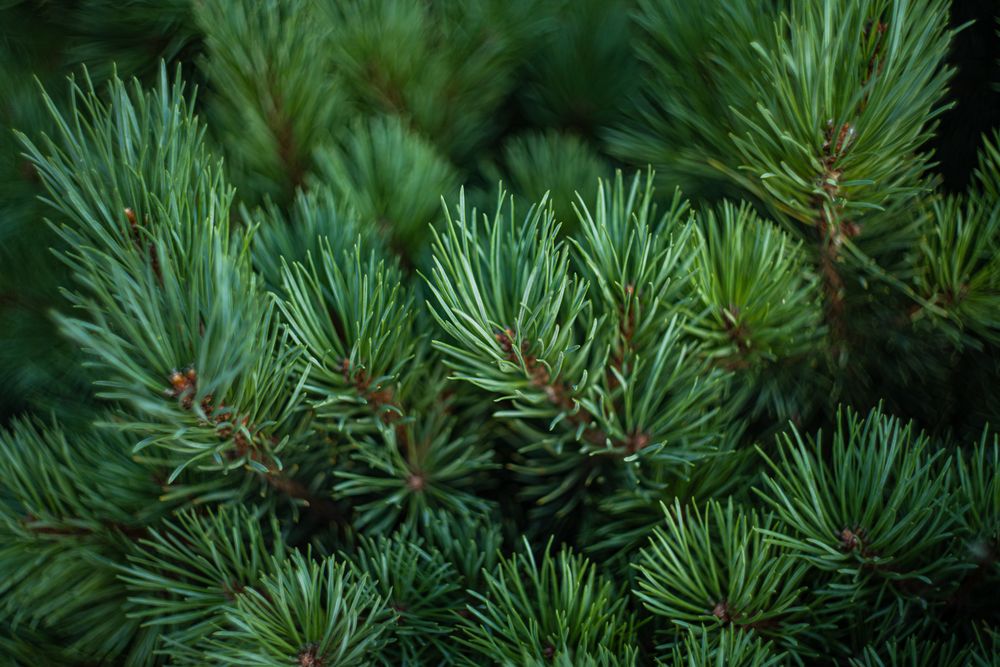 Evergreen fir tree as a natural background