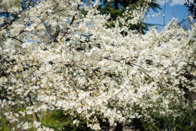 Blooming cherry tree in the park