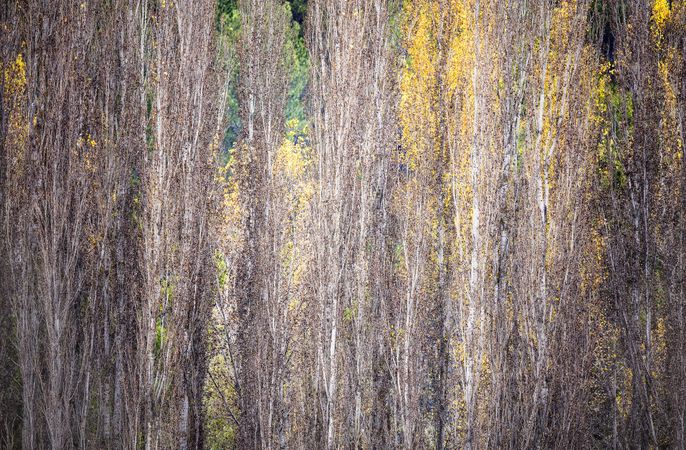 Blurred trees in green forest