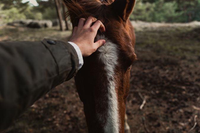 Person petting chestnut horse in forest