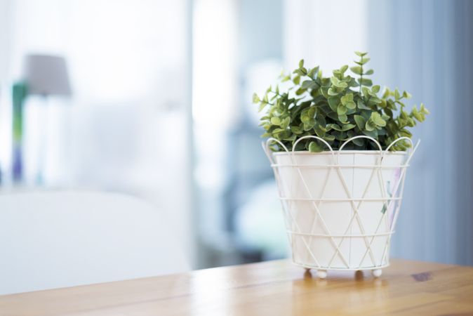Indoor green plant into light flowerpot on wooden table