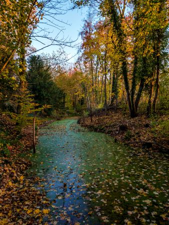 Bright autumn colors in the Vosges mountains. Alsace.