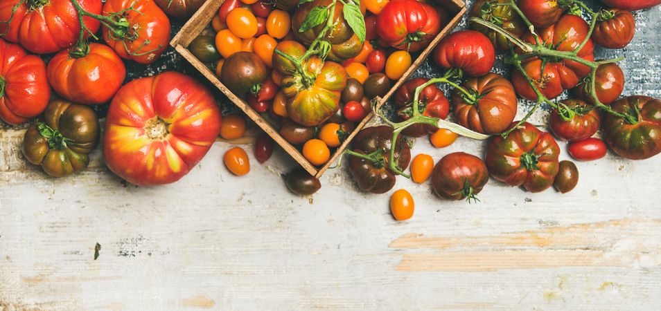 Assortment of different tomatoes, large to small and green to red, wide composition with copy space