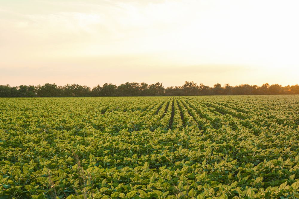 Green sunflower field at sunset, space for text. Agriculture