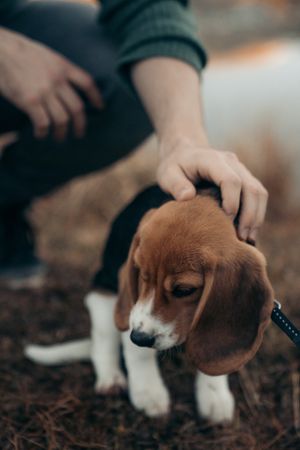 Person petting brown beagle