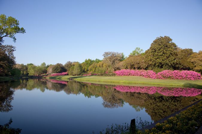 Serene lake surrounded by pink flower bushes and trees in Bellingrath Gardens