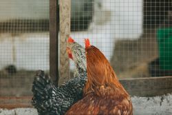 Chickens in enclosure on farm