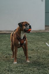 Friendly dog playing with ball in street