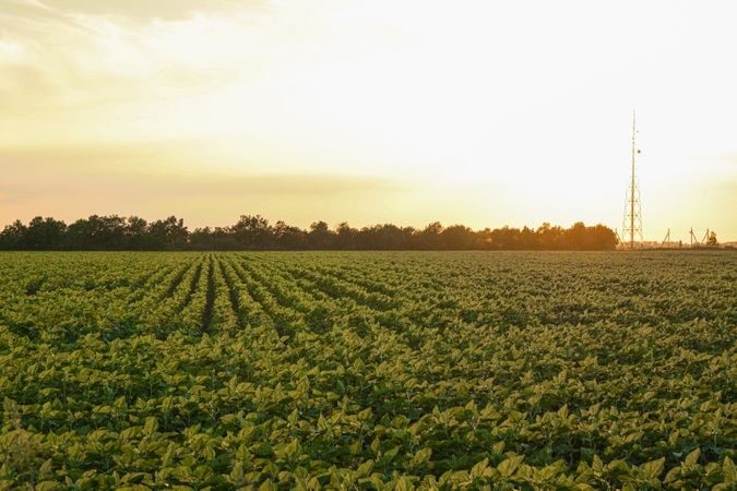 Green sunflower field at sunset, space for text. Agriculture