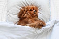 Cavalier spaniel tucked into the bedsheets