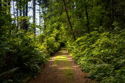 Off-roading trail for small vehicle in the woods
