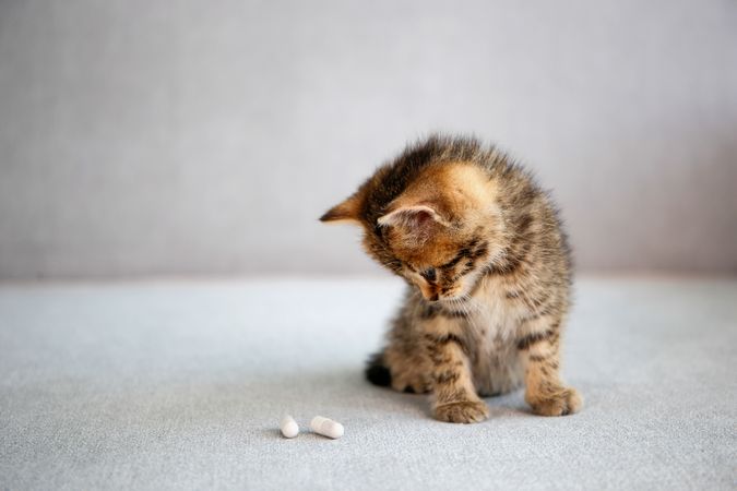Kitten looks at medical pills