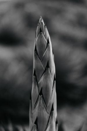 succulent plant sprout