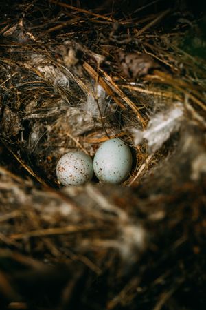 Bird nest on conifer tree