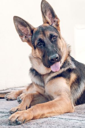 Curious purebred German Shepherd lying on ground