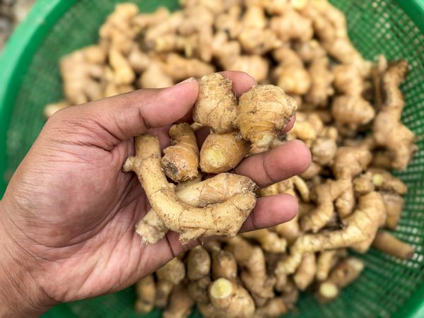 Hand Holding Fresh Harvested Ginger Root Over Ginger Pile