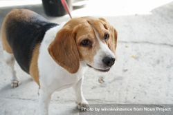 Cute beagle dog standing on leash 5aXXmG