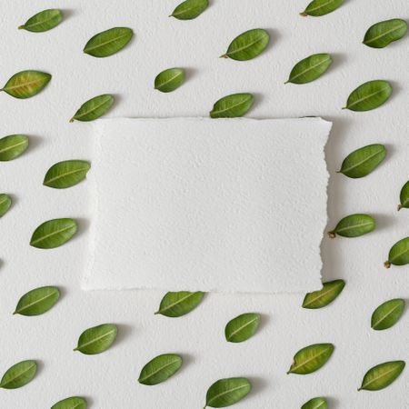Rows of leaves on light background with paper card