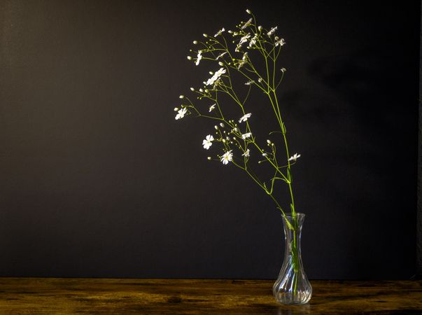 Vase of small delicate flowers in dark room