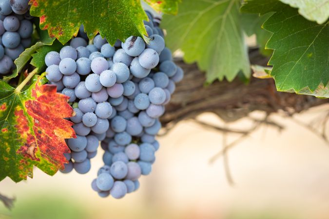 Vineyard with Lush, Ripe Wine Grapes on the Vine Ready for Harvest