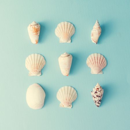 Seashell pattern on  pastel blue background