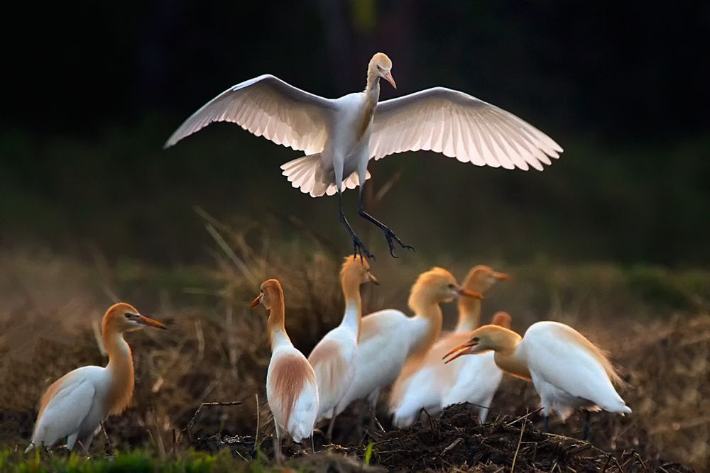 Family of Asian openbill birds