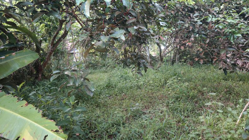 Neglected Garden