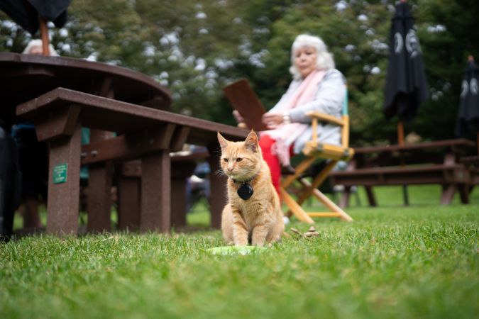 Woman with orange cat at outdoor drawing class
