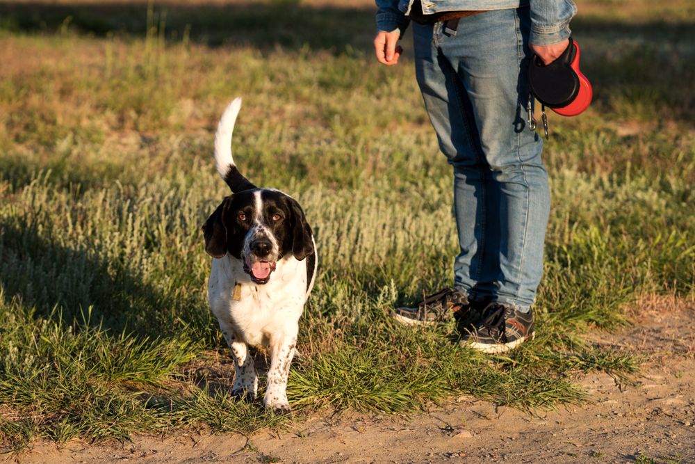 Hound dog walking towards the camera in golden evening light.