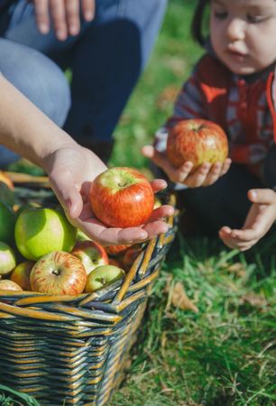 Woman and girl taking organic apples from basket