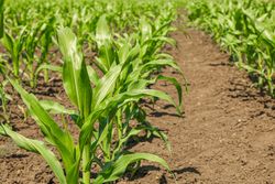 Green corn field as background, space for text. Agriculture