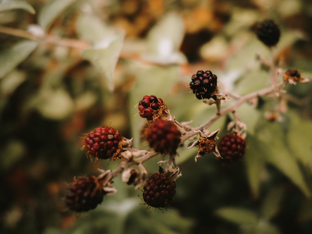 Wild edible ripe and unripe berries on bush branch