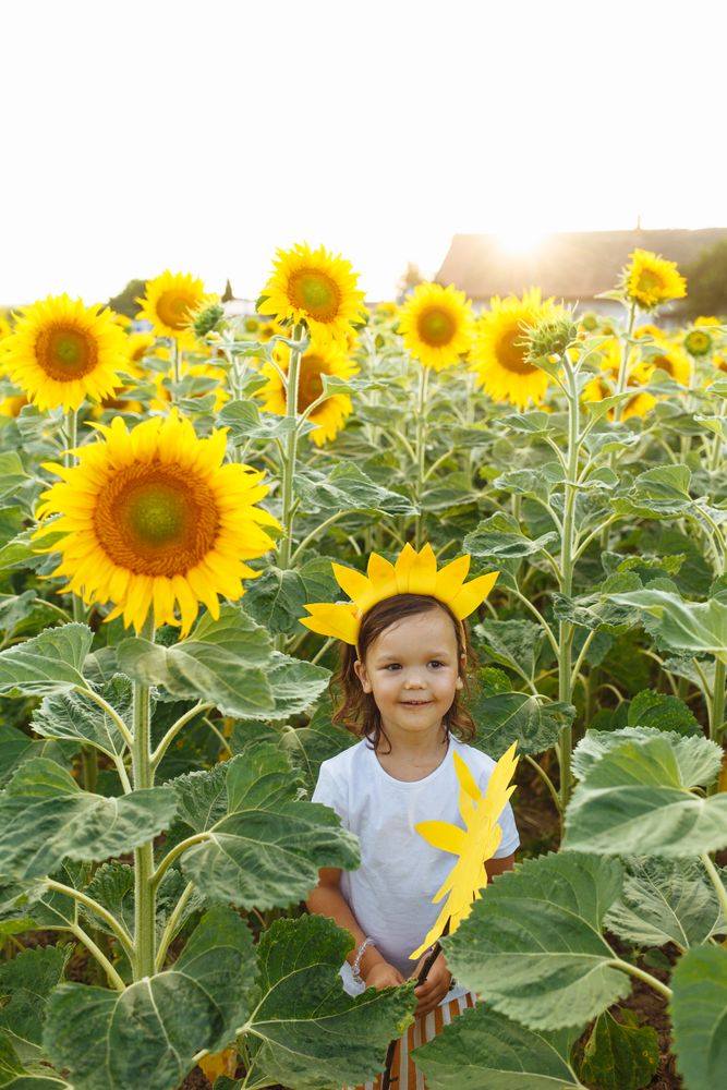 Cute child in blooming sunflower field