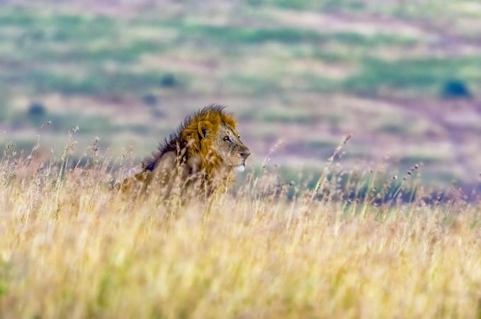 Male Lion in the Serengeti savannah grassland, Tanzania