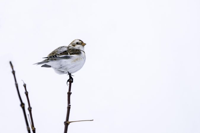 A snow bunting bird on top of a branch on a snowy day