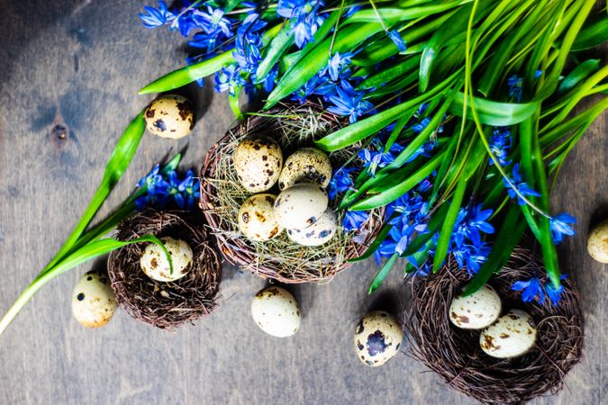 Top view of Easter holiday card concept of nest and speckled eggs on wooden table with blue flowers